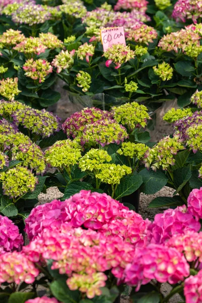 Flores para la venta en un mercado croata de flores . —  Fotos de Stock