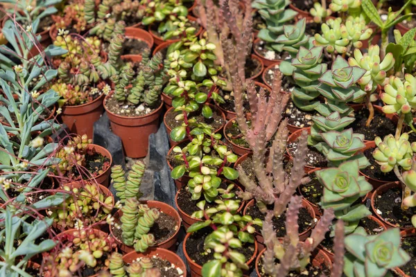 Plantas suculentas y cactus en macetas para la venta en el mercado callejero . —  Fotos de Stock