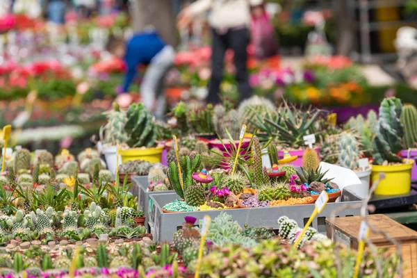 Suculentní rostliny a kaktusy v květináči na prodej na pouličním trhu. — Stock fotografie