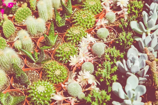 Succulent plants and cactus in pots for sale in street market. — Stock Photo, Image