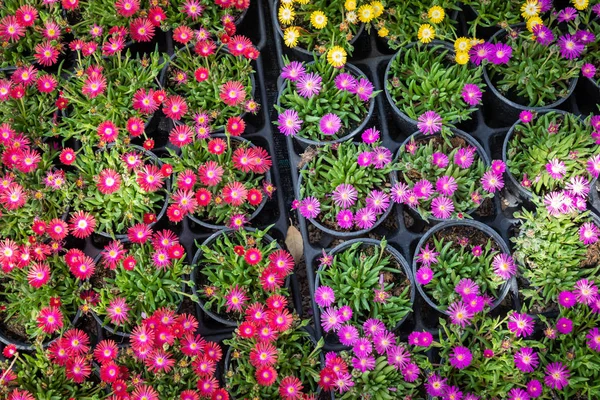 Flores para la venta en un mercado croata de flores . — Foto de Stock