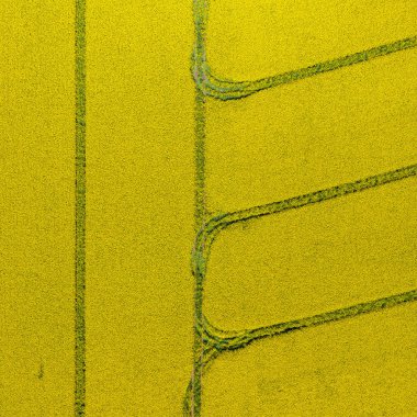 Havadan kolza çiçek açıyor. Yukarıdan sarı alanlar. Fotoğraf c