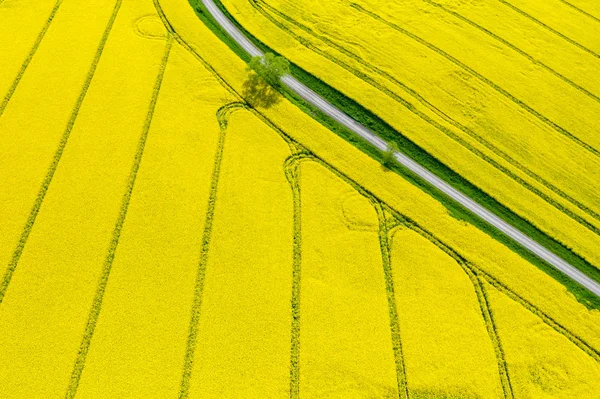 Luchtfoto raapzaad bloeien. Gele velden van bovenaf. Foto c — Stockfoto