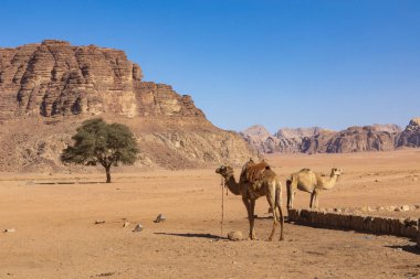 Dinlenen develer, Wadi Rum Çölü, Ürdün.