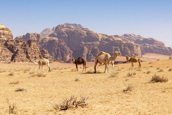 Camellos en reposo, Wadi Rum desert, Jordania . — Foto de Stock