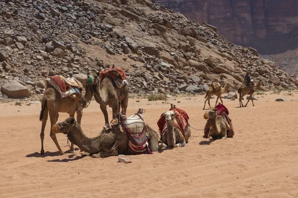 Wadi Rum, Ürdün, Orta Eas Kızıl Çöl'de dinlenme deve — Stok fotoğraf