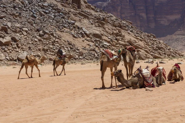 ワディラム、ヨルダン、ミドルイースの赤砂漠でラクダを休ませる — ストック写真