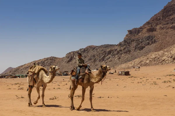 요르단 와디 럼의 붉은 사막에서 낙타를 쉬고 있는 이라스 — 스톡 사진