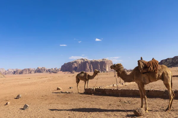 Chameaux au repos, désert de Wadi Rum, Jordanie. — Photo