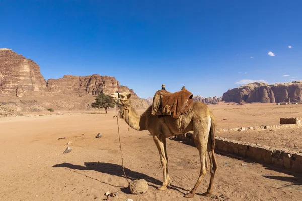 Camellos en reposo, Wadi Rum desert, Jordania . — Foto de Stock