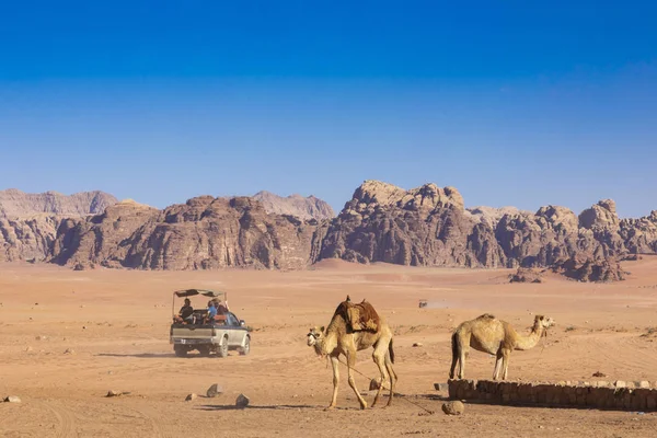 Camellos en reposo, Wadi Rum desert, Jordania . — Foto de Stock