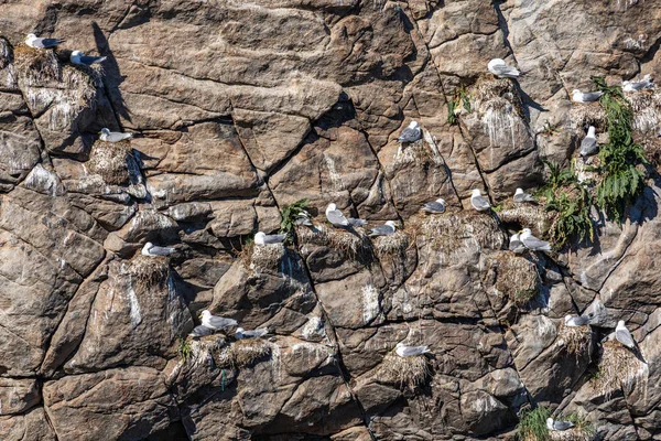 Seagull nesting in Lofoten Islands, Norway. — Stock Photo, Image