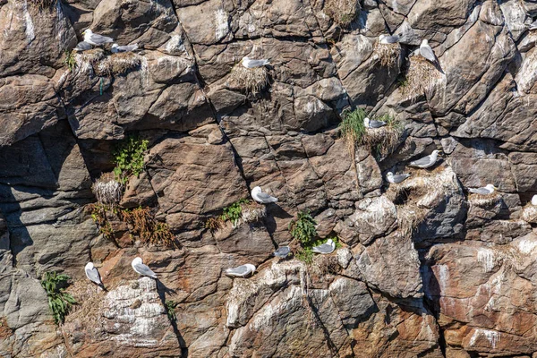 Nidificazione di gabbiani nelle Isole Lofoten, Norvegia . — Foto Stock