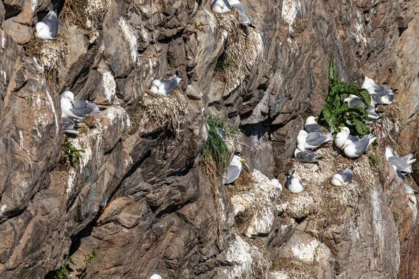 Чайка гнездится на Лофотенских островах, Норвегия . — стоковое фото