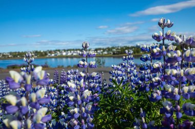 Lupines Flowers in Reykjavik, İzlanda.