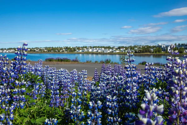 Lupiny květiny v Reykjavíku, Island. — Stock fotografie
