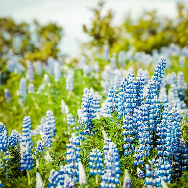 Lupiny květiny v Reykjavíku, Island. — Stock fotografie