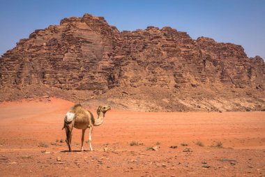 Wadi Rum, Jord güneşli yaz gününde kırmızı kum çöl ve deve