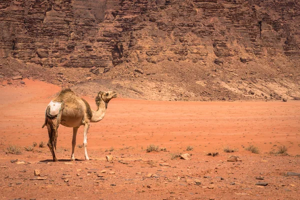 Desierto de arena roja y camellos en el soleado día de verano en Wadi Rum, Jord —  Fotos de Stock