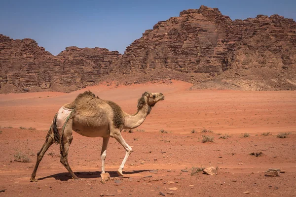 Desierto de arena roja y camellos en el soleado día de verano en Wadi Rum, Jord —  Fotos de Stock