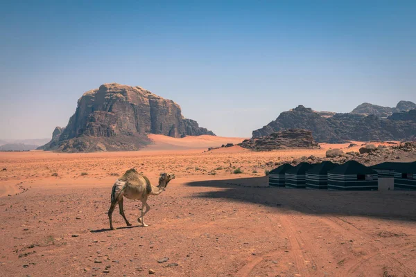 Czerwone Piaski pustyni i wielbłądów w słoneczny letni dzień w Wadi Rum, Jord — Zdjęcie stockowe