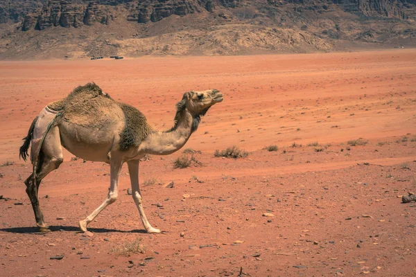 Deserto de areia vermelha e camelos no dia ensolarado de verão em Wadi Rum, Jord — Fotografia de Stock