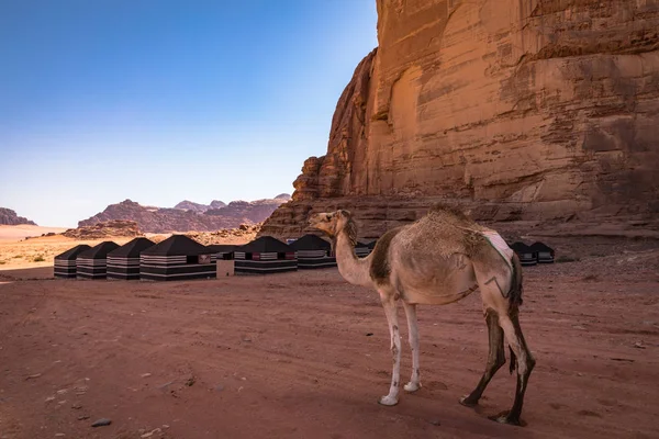 Rote Sandwüste und Kamele an einem sonnigen Sommertag im Wadi Rum, Jord — Stockfoto