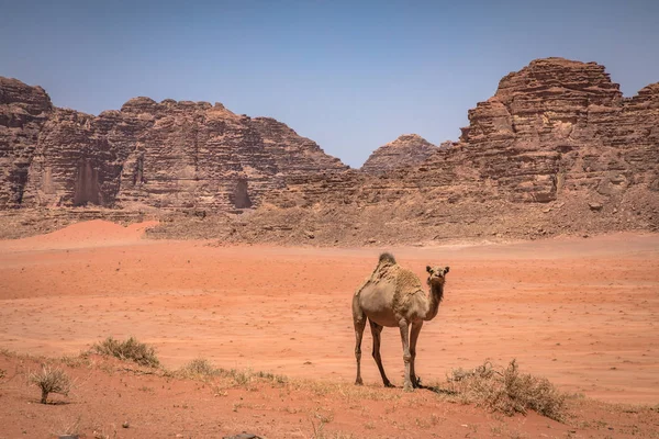 Desierto de arena roja y camellos en el soleado día de verano en Wadi Rum, Jord — Foto de Stock