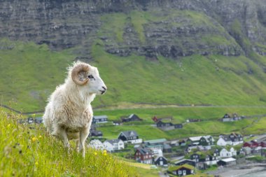 Faroe Adaları'nda vahşi yaşam. Vagar adasındaki koyunlar. Faroe Isla