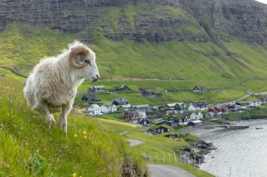 Faroe Adaları'nda vahşi yaşam. Vagar adasındaki koyunlar. Faroe Isla
