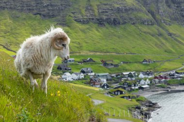 Faroe Adaları'nda vahşi yaşam. Vagar adasındaki koyunlar. Faroe Isla