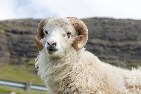 Faroe Adaları'nda vahşi yaşam. Vagar adasındaki koyunlar. Faroe Isla — Stok fotoğraf