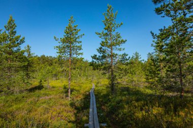 Kurjenrahka Milli Parkı. Doğa yolu. Yaz aylarında yeşil orman 