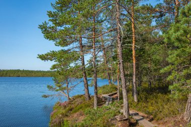 Kurjenrahka Milli Parkı. Doğa yolu. Yaz aylarında yeşil orman 