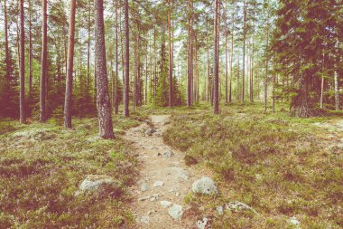 Kurjenrahka Milli Parkı. Doğa yolu. Yaz aylarında yeşil orman 