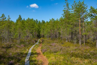 Kurjenrahka Milli Parkı. Doğa yolu. Yaz aylarında yeşil orman 