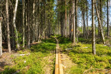 Bir sulak bataklık İskandinav Milli Parkı'nda Yürüyüş parkuru. Kur