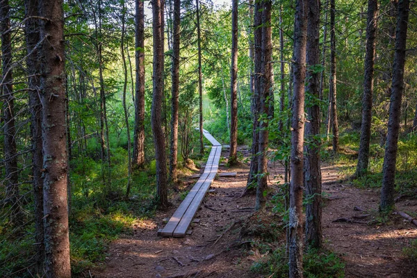 Nationaal Park kurjenrahka. Natuurpad. Groen bos in de zomer — Stockfoto