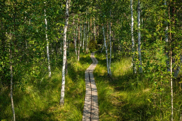 Sendero de senderismo en un parque nacional escandinavo en un pantano. Kur. — Foto de Stock