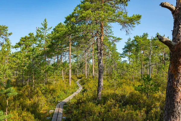 Sentiero escursionistico nel parco nazionale scandinavo in una palude. Kur — Foto Stock