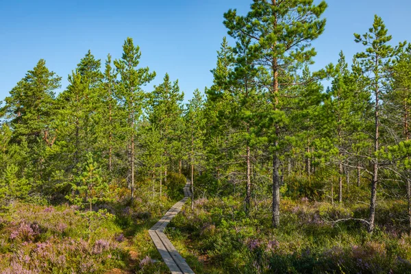 Nationaal Park kurjenrahka. Natuurpad. Groen bos in de zomer — Stockfoto