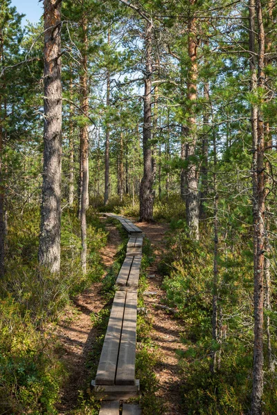Пешеходная тропа в скандинавском национальном парке в болотистом болоте. Кур — стоковое фото