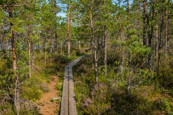 Wandelpad in het Scandinavische nationale park in een moeras moeras. Kur — Stockfoto