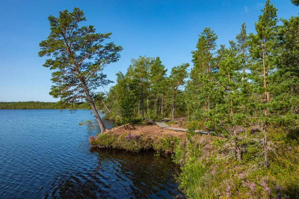 Kurjenrahka National Park. Nature trail. Green forest at summer — Stock Photo, Image