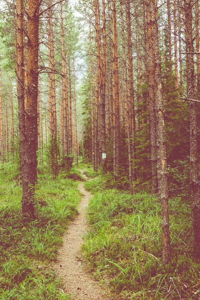 Στο εθνικό πάρκο κουρτζενράκα. Μονοπάτι της φύσης. Πράσινο δάσος το καλοκαίρι — Φωτογραφία Αρχείου