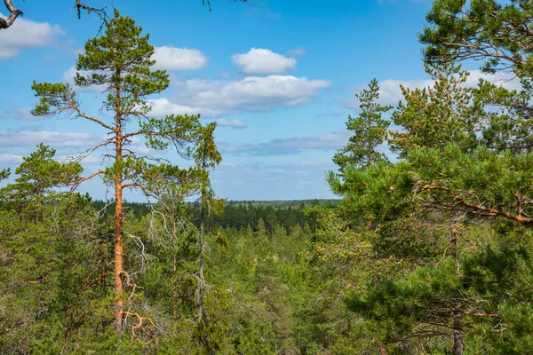 Nationaal Park kurjenrahka. Natuurpad. Groen bos in de zomer — Stockfoto