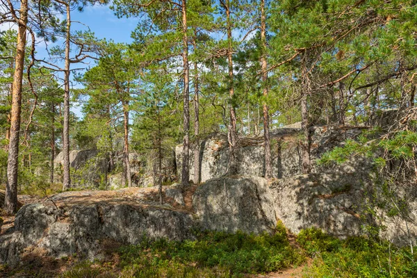 Nationalparken kurjenrahka. Naturstig. Grön skog på sommaren — Stockfoto