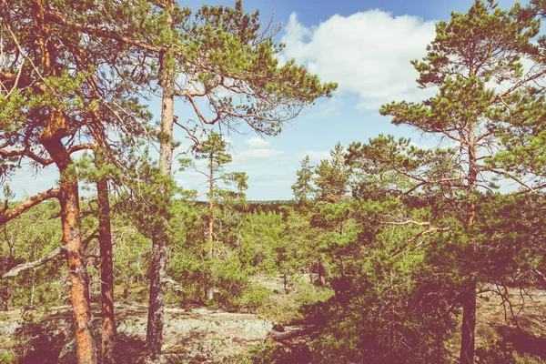 Parque Nacional Kurjenrahka. Sendero natural. Bosque verde en verano —  Fotos de Stock