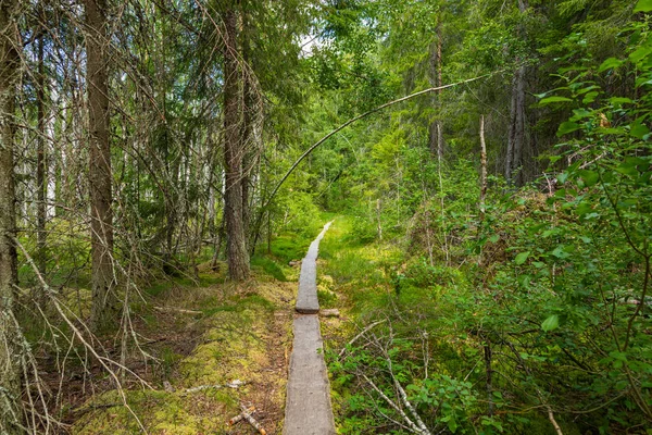 Nationaal Park kurjenrahka. Natuurpad. Groen bos in de zomer — Stockfoto