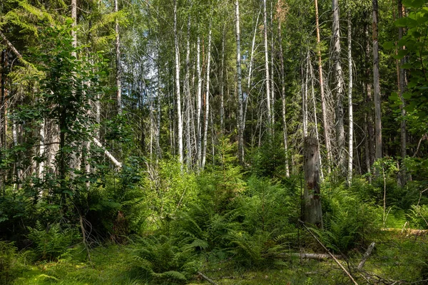 Parque Nacional Kurjenrahka. Sendero natural. Bosque verde en verano — Foto de Stock